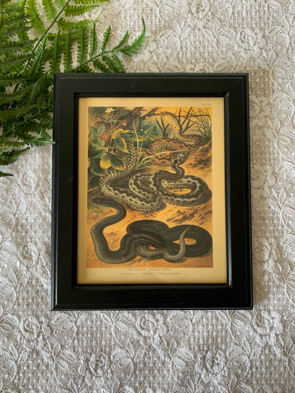 Solid Black Framed Snake Viper Decor 8x10